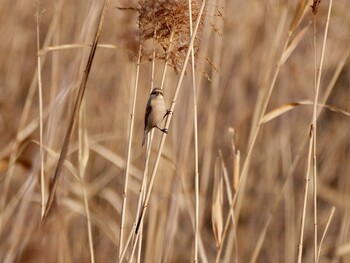 Chinese Penduline Tit 岡山市南区 Sat, 2/12/2022