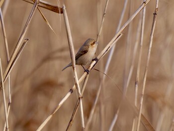 Chinese Penduline Tit 岡山市南区 Sat, 2/12/2022