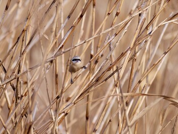 Chinese Penduline Tit 岡山市南区 Sat, 2/12/2022