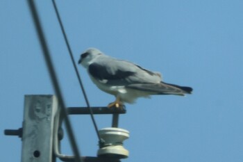 Black-winged Kite 台南市 Sat, 2/12/2022