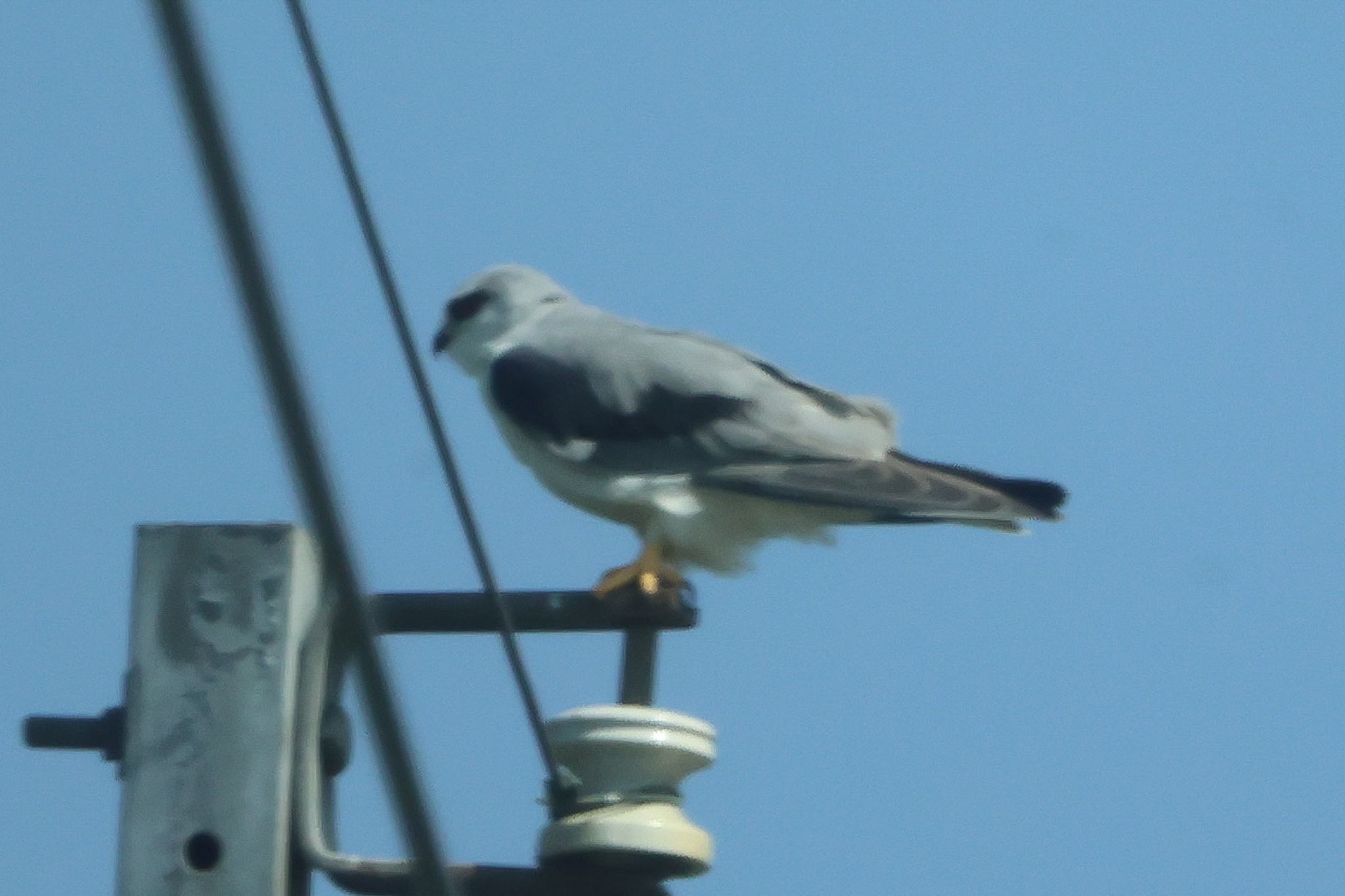 Photo of Black-winged Kite at 台南市 by FUGU