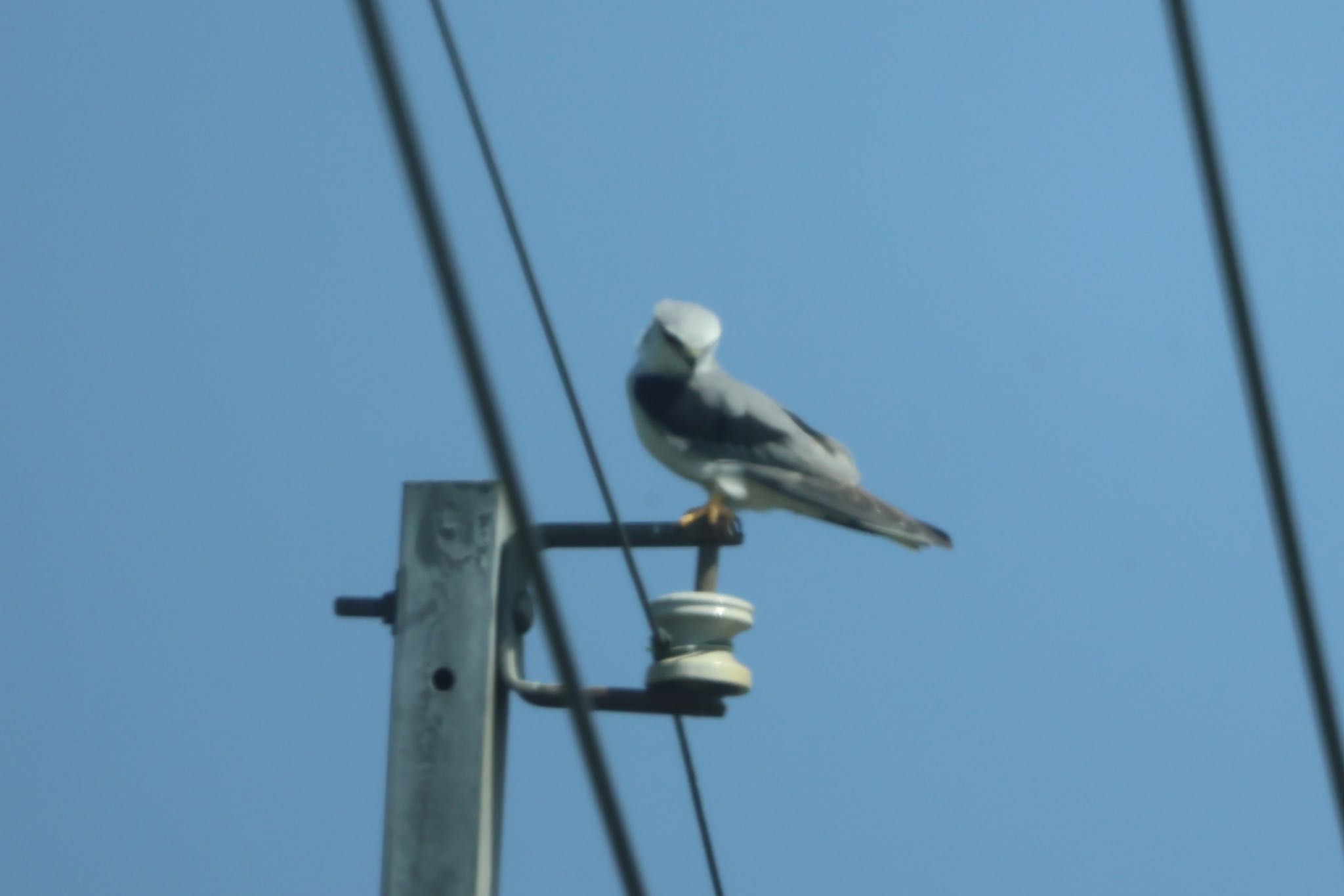 Photo of Black-winged Kite at 台南市 by FUGU