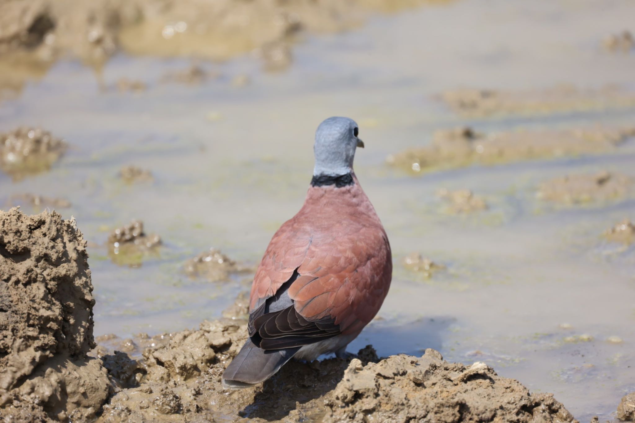 Photo of Red Collared Dove at 台南市 by FUGU
