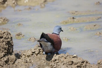 Red Collared Dove 台南市 Sat, 2/12/2022