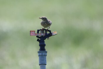 Oriental Skylark