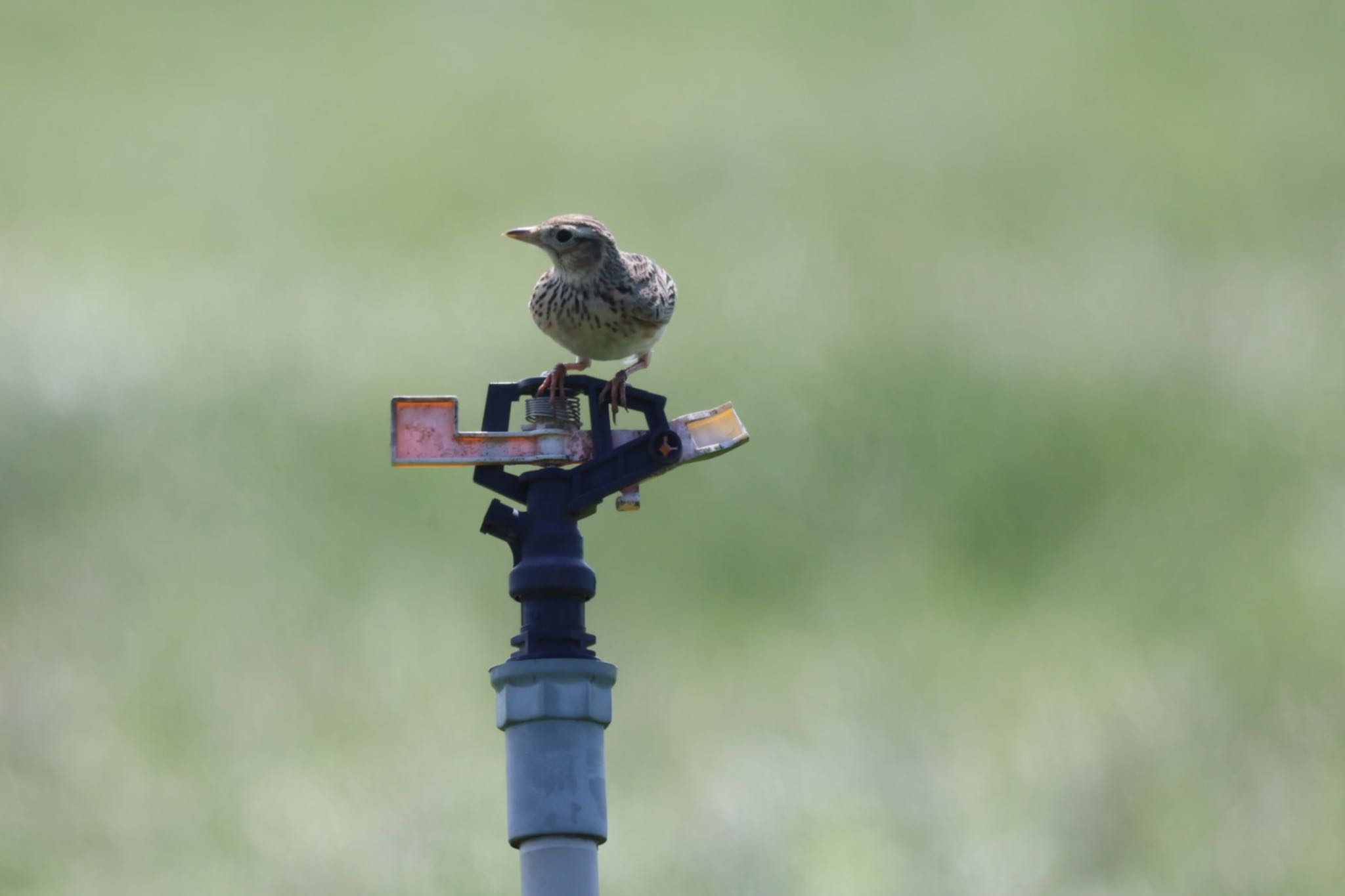 Photo of Oriental Skylark at 台南市 by FUGU