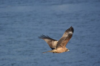 Black Kite 飛騨市 Fri, 2/11/2022