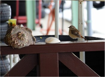 Daurian Redstart 飛騨市 Thu, 2/10/2022