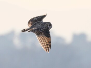 Short-eared Owl saitama Sat, 2/12/2022