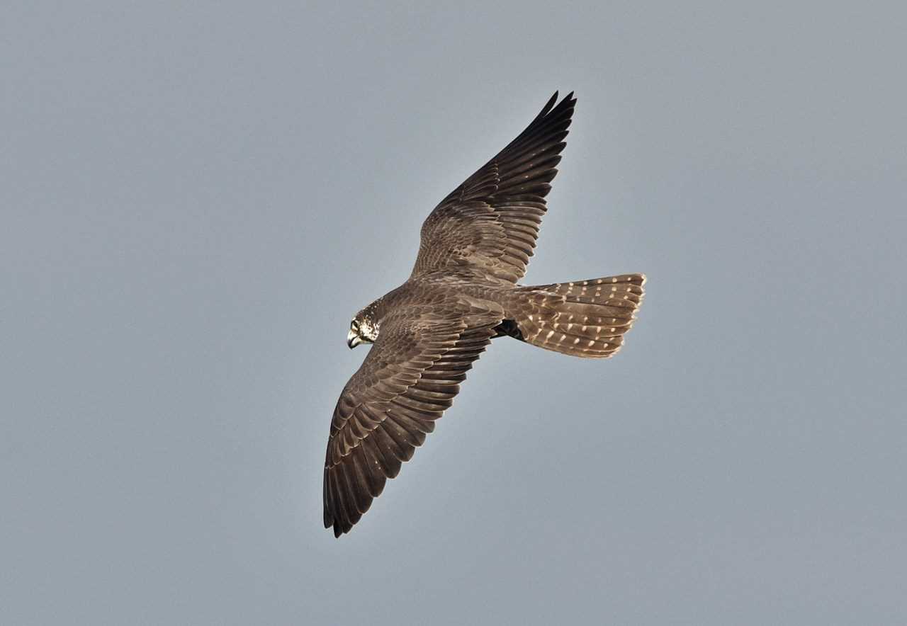 Photo of Peregrine Falcon at  by くまのみ