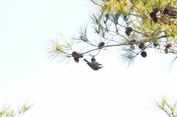 ヤマガラ 和歌山県植物公園緑化センター 2022年2月12日(土)