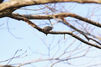 コゲラ 和歌山県植物公園緑化センター 2022年2月12日(土)