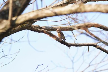 コゲラ 和歌山県植物公園緑化センター 2022年2月12日(土)