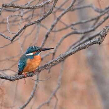 Common Kingfisher Mizumoto Park Unknown Date