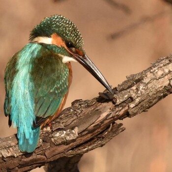 Common Kingfisher Mizumoto Park Unknown Date