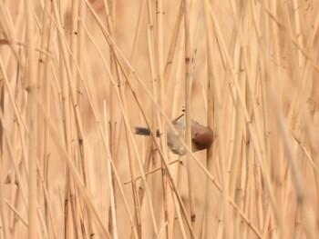 Vinous-throated Parrotbill 奥林匹克森林公園(北京) Sat, 2/12/2022