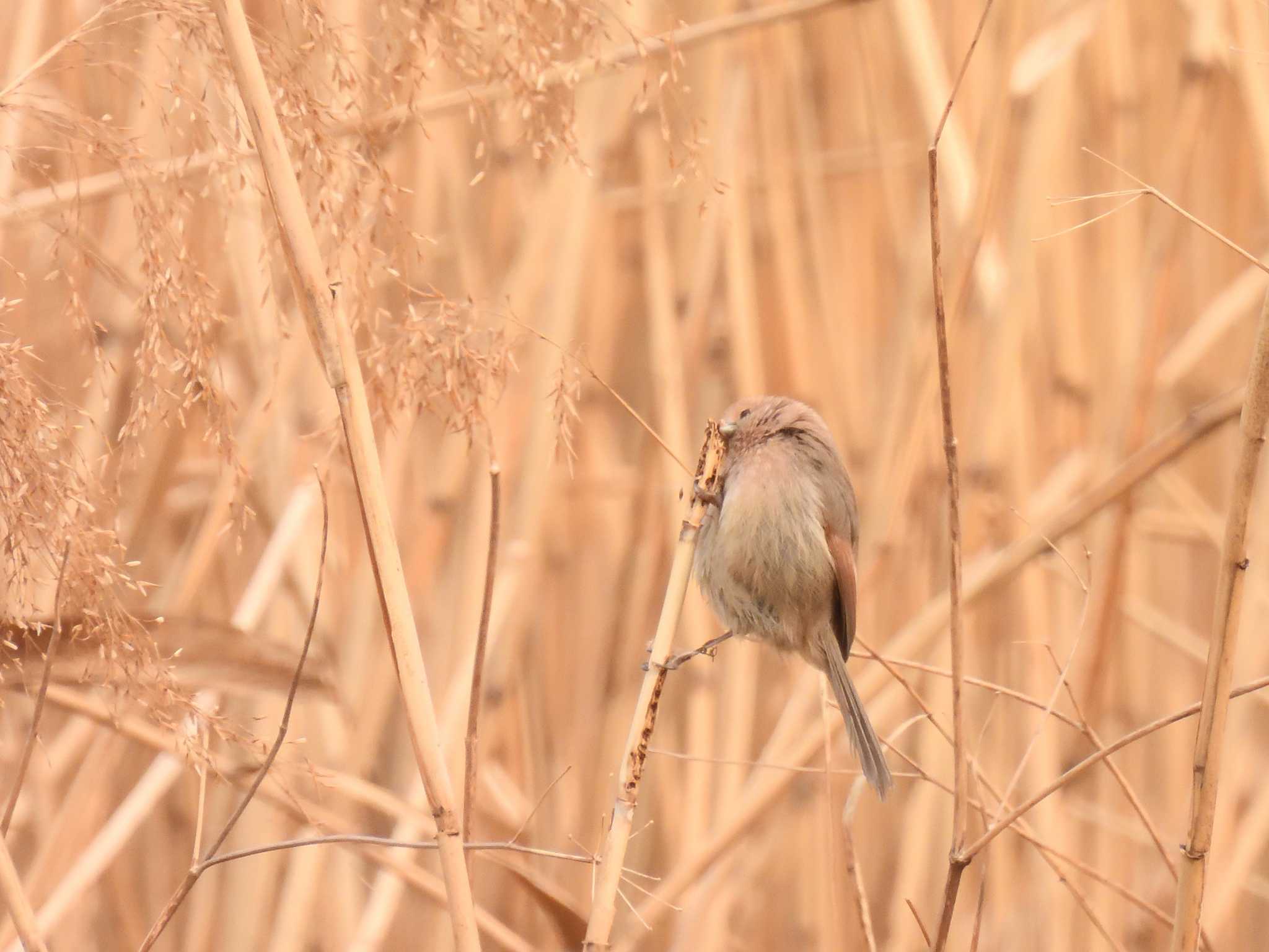 Vinous-throated Parrotbill