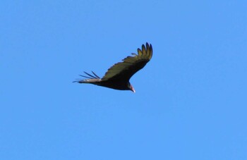 Turkey Vulture San Gerardo De Dota (Costa Rica) Unknown Date