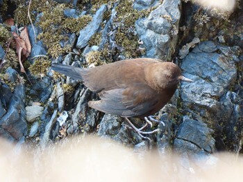 2022年2月12日(土) 高尾山の野鳥観察記録