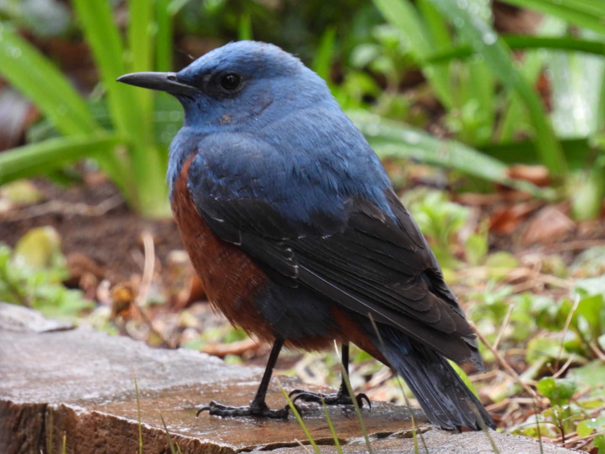 Blue Rock Thrush