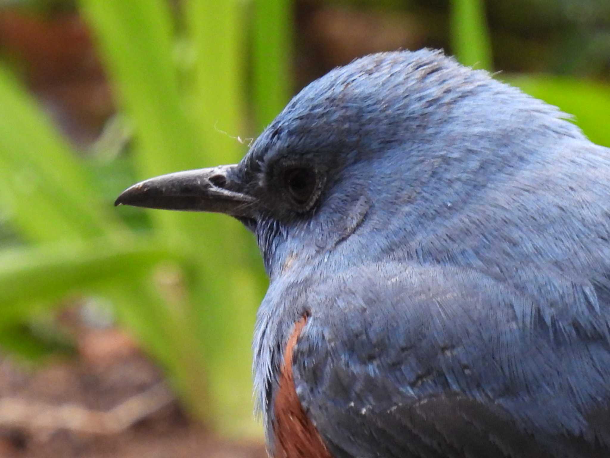 Blue Rock Thrush