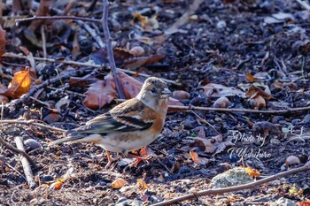 2022年2月11日(金) 北葛城郡の野鳥観察記録