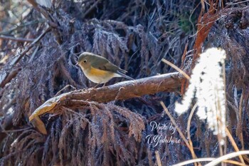 2022年2月12日(土) 金剛山の野鳥観察記録