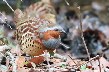 2022年2月13日(日) こども自然公園 (大池公園/横浜市)の野鳥観察記録