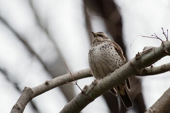 Dusky Thrush 檜町公園(東京ミッドタウン) Sun, 2/13/2022