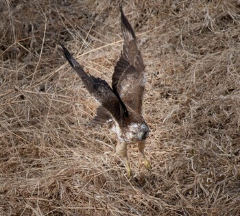 Sat, 2/12/2022 Birding report at Watarase Yusuichi (Wetland)