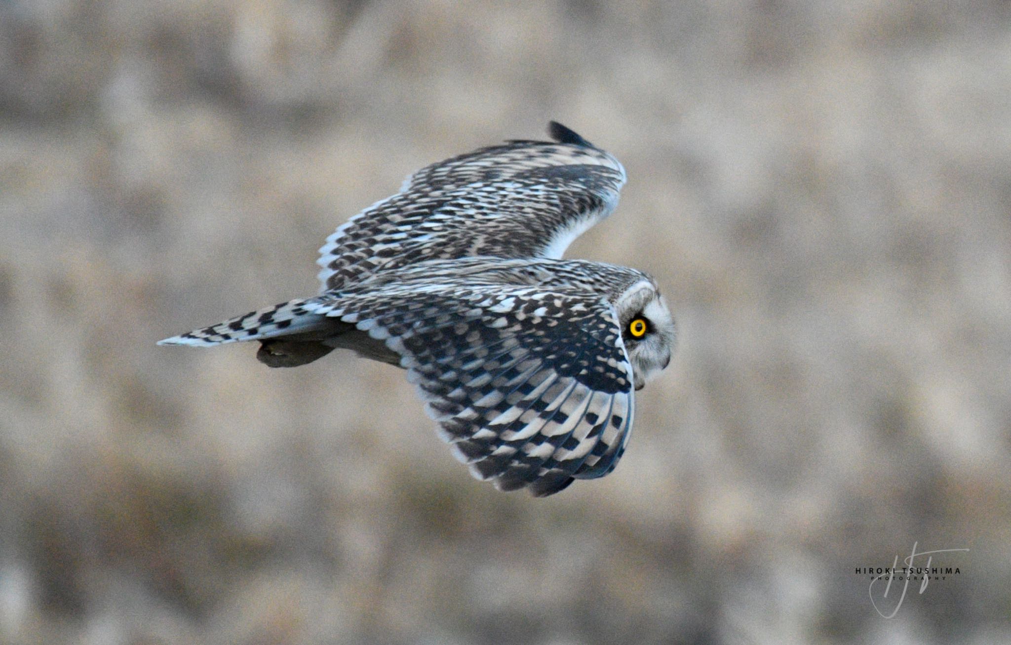 渡良瀬遊水地 コミミズクの写真 by  itboy2010