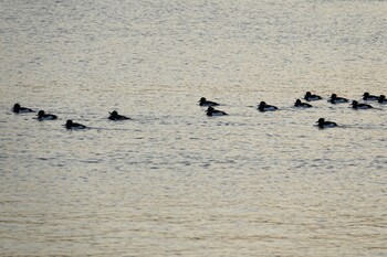 2022年2月11日(金) 多々良川の野鳥観察記録