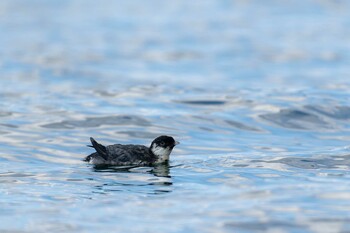 Ancient Murrelet 山口県 Fri, 2/11/2022