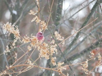 Pallas's Rosefinch 岡谷林道 Sun, 2/13/2022