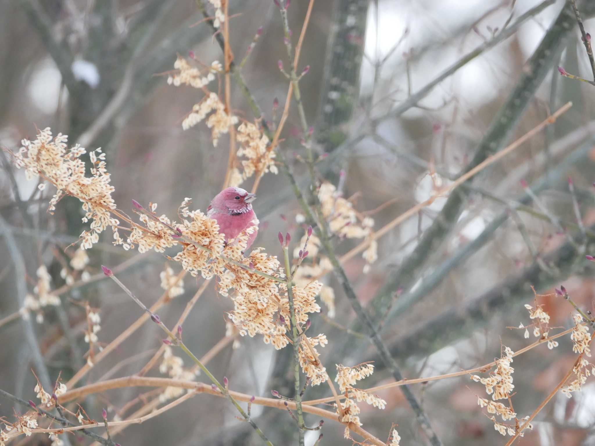 Pallas's Rosefinch