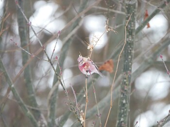 Pallas's Rosefinch 岡谷林道 Sun, 2/13/2022