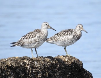 Great Knot