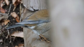 Pale Thrush 東京都多摩市 Sun, 2/13/2022