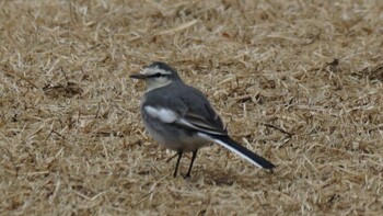 White Wagtail 東京都多摩市 Sun, 2/13/2022