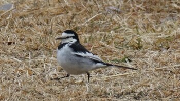 White Wagtail 東京都多摩市 Sun, 2/13/2022