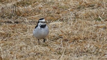 White Wagtail 東京都多摩市 Sun, 2/13/2022