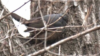 Brown-eared Bulbul 東京都多摩市 Sun, 2/13/2022