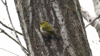 Warbling White-eye 東京都多摩市 Sun, 2/13/2022