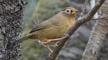 2022年2月13日(日) 東京都多摩市の野鳥観察記録