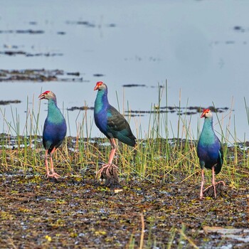 Grey-headed Swamphen Bueng Khong Long Non-Hunting Area Fri, 2/4/2022