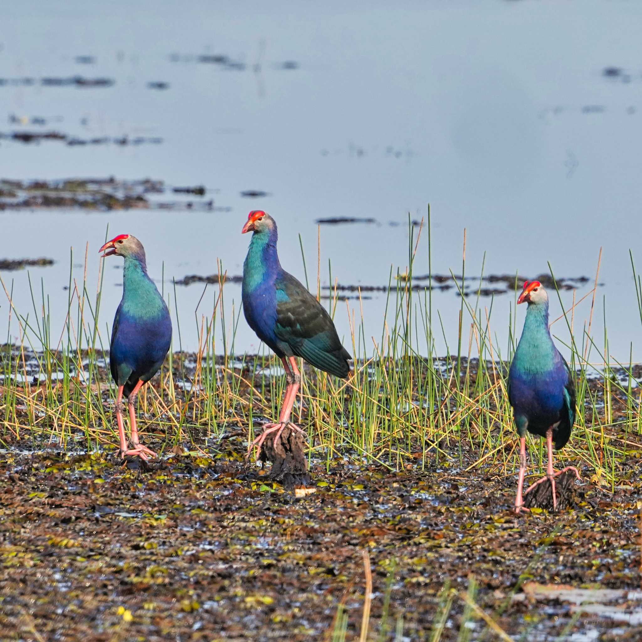 Photo of Grey-headed Swamphen at Bueng Khong Long Non-Hunting Area by span265