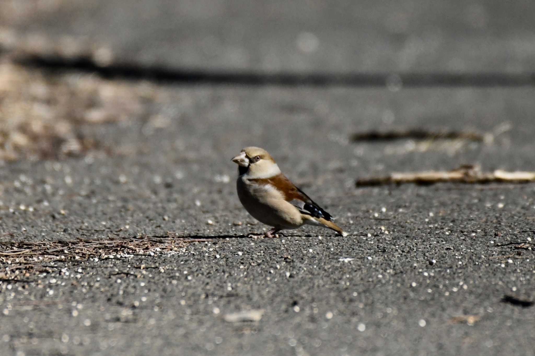 Hawfinch