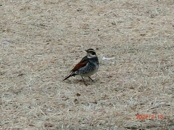 Dusky Thrush 明治神宮北池 Sun, 2/13/2022