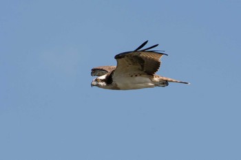 Osprey Unknown Spots Sat, 9/2/2017