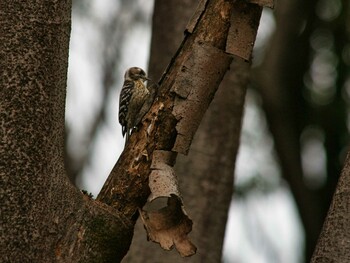 Japanese Pygmy Woodpecker Hikarigaoka Park Sun, 2/13/2022